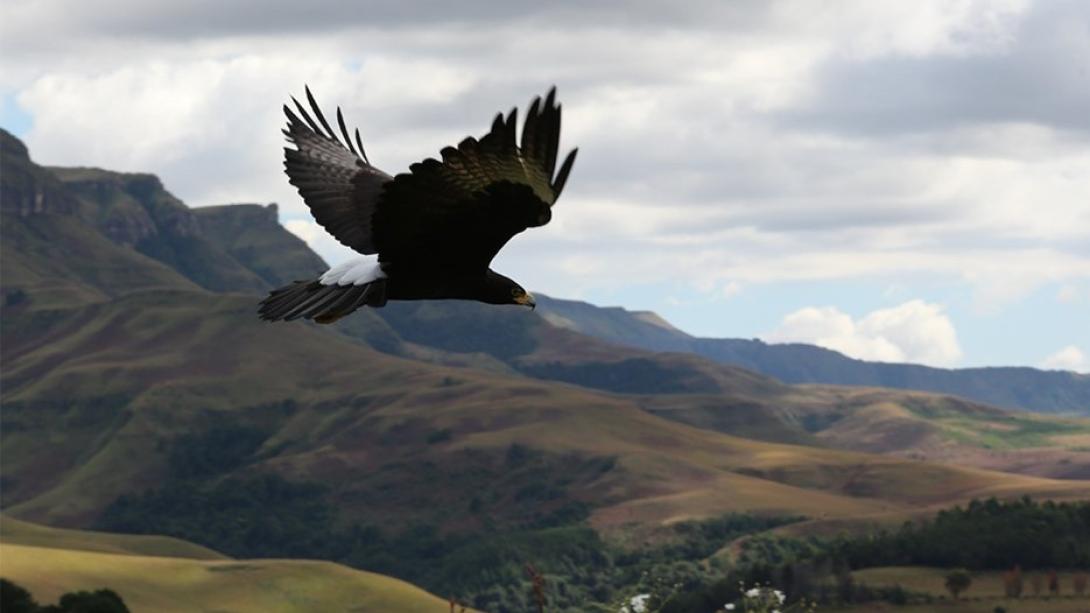 Eco Afrika Tours hero artwork featuring South African culture, wildlife and scenery
